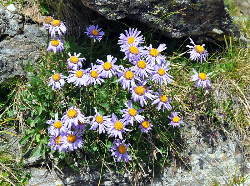 Изображение особи Aster alpinus.