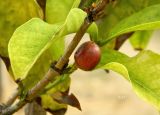 Coffea arabica. Часть побега со зреющим плодом. Испания, Андалусия, г. Малага, ботанический сад \"La Concepcion\". Август 2015 г.