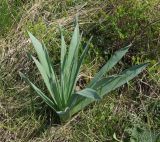 Eremurus altaicus