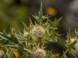 Cirsium pugnax