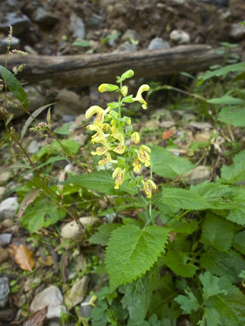 Изображение особи Salvia glutinosa.