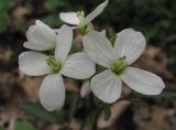 Cardamine tenera