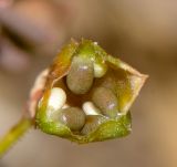 Reseda orientalis