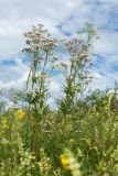 Valeriana officinalis. Цветущие растения на разнотравном лугу. Ленинградская обл., Гатчинский р-н, окр. пос. Пудость, заброшенный травертиновый карьер, суходольный злаково-разнотравный луг на повышении. 10.07.2016.