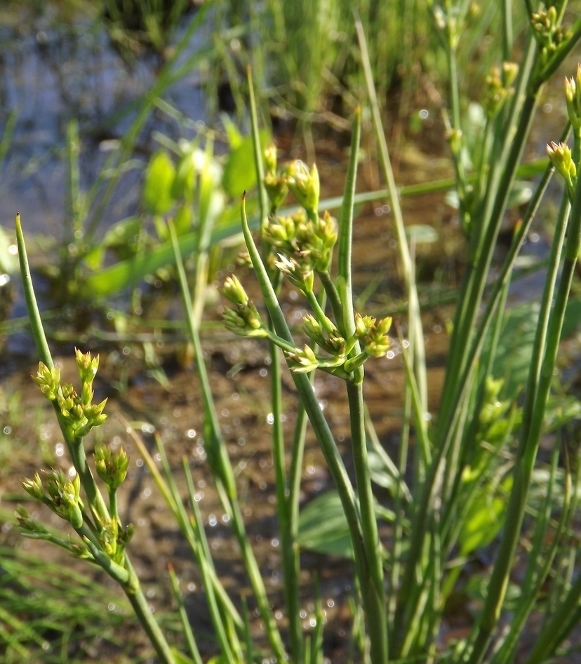 Изображение особи Juncus alpino-articulatus.