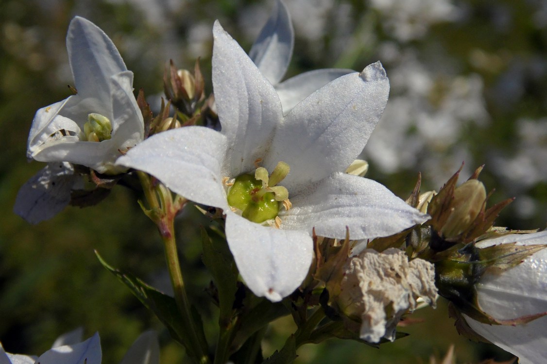Изображение особи Gadellia lactiflora.