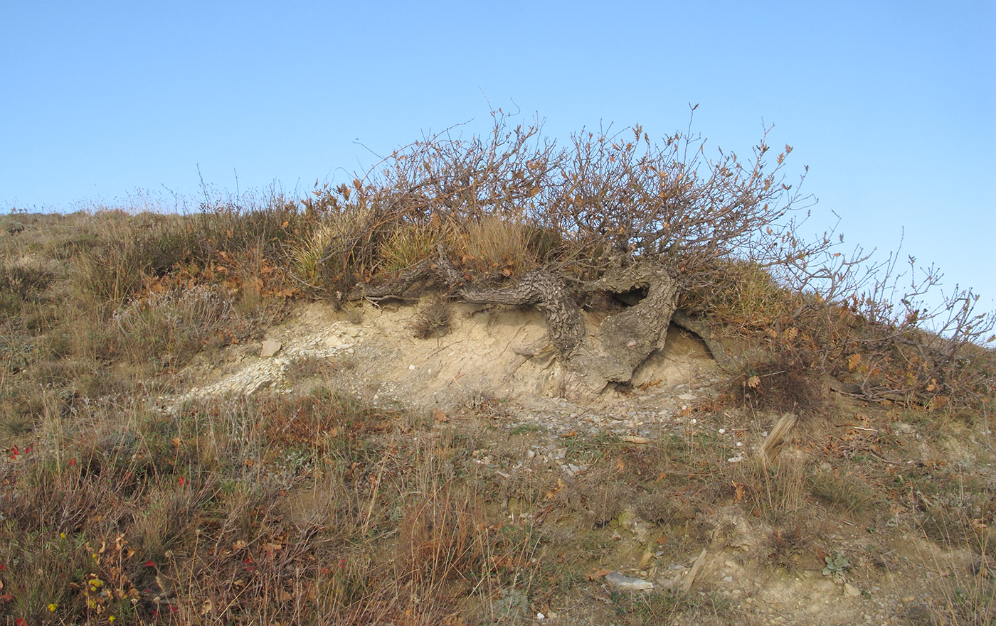 Изображение особи Quercus pubescens.