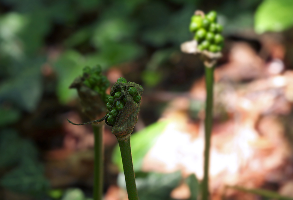 Изображение особи Arum maculatum.