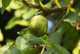 Juglans regia. Созревающий плод. Краснодарский край, г. Сочи, Лазаревский р-н, с. Верхнерусское Лоо, в культуре. 12.08.2017.