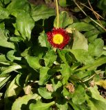 Bellis perennis