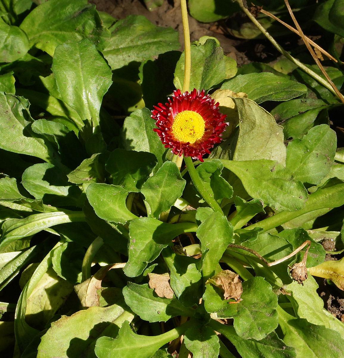 Изображение особи Bellis perennis.