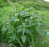 Lamium album