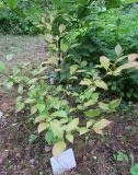 Stewartia ovata