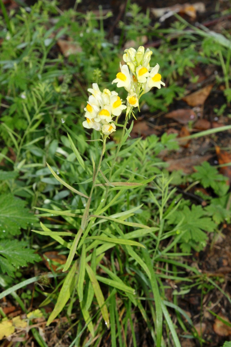 Изображение особи Linaria melampyroides.