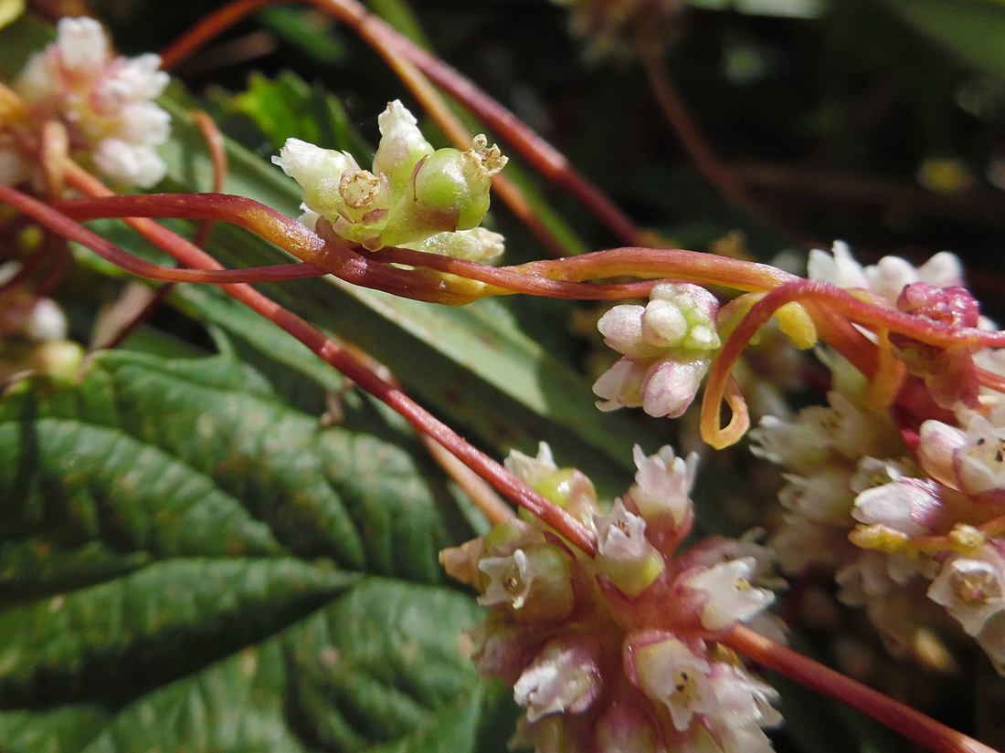 Изображение особи Cuscuta europaea.