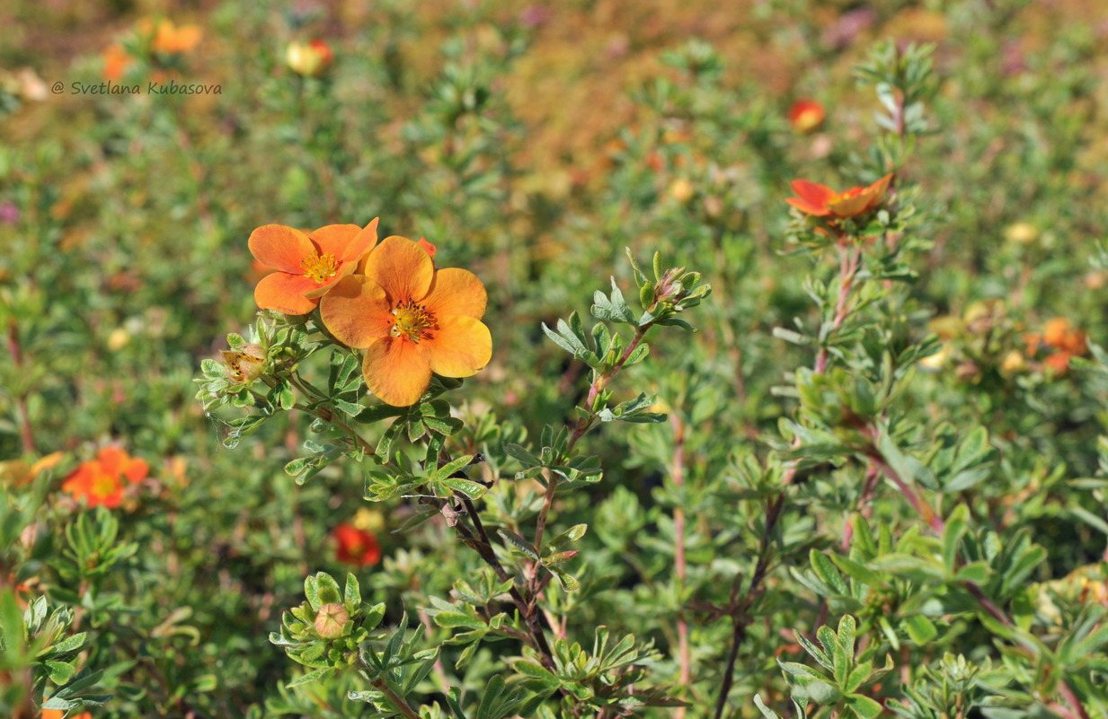 Изображение особи Dasiphora fruticosa.