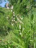 Epipactis palustris. Цветущее растение на сыром лугу. Томск, 10 июля 2018 г.