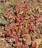 Rumex cyprius