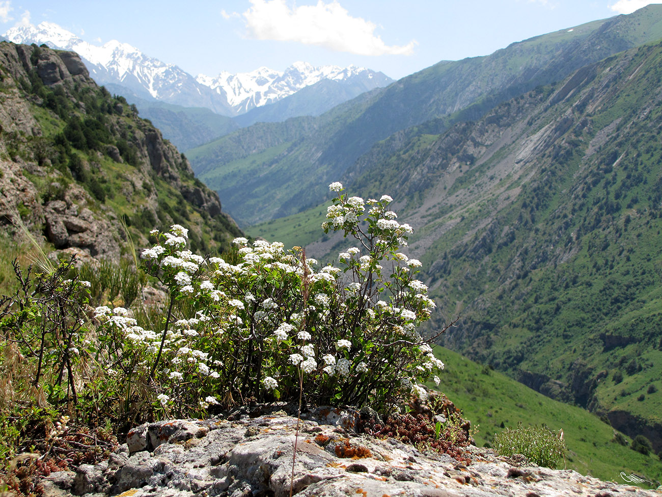 Изображение особи Spiraea pilosa.