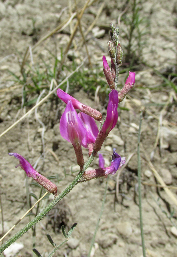 Изображение особи Astragalus haesitabundus.