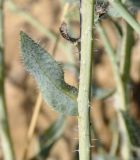 Anchusa strigosa