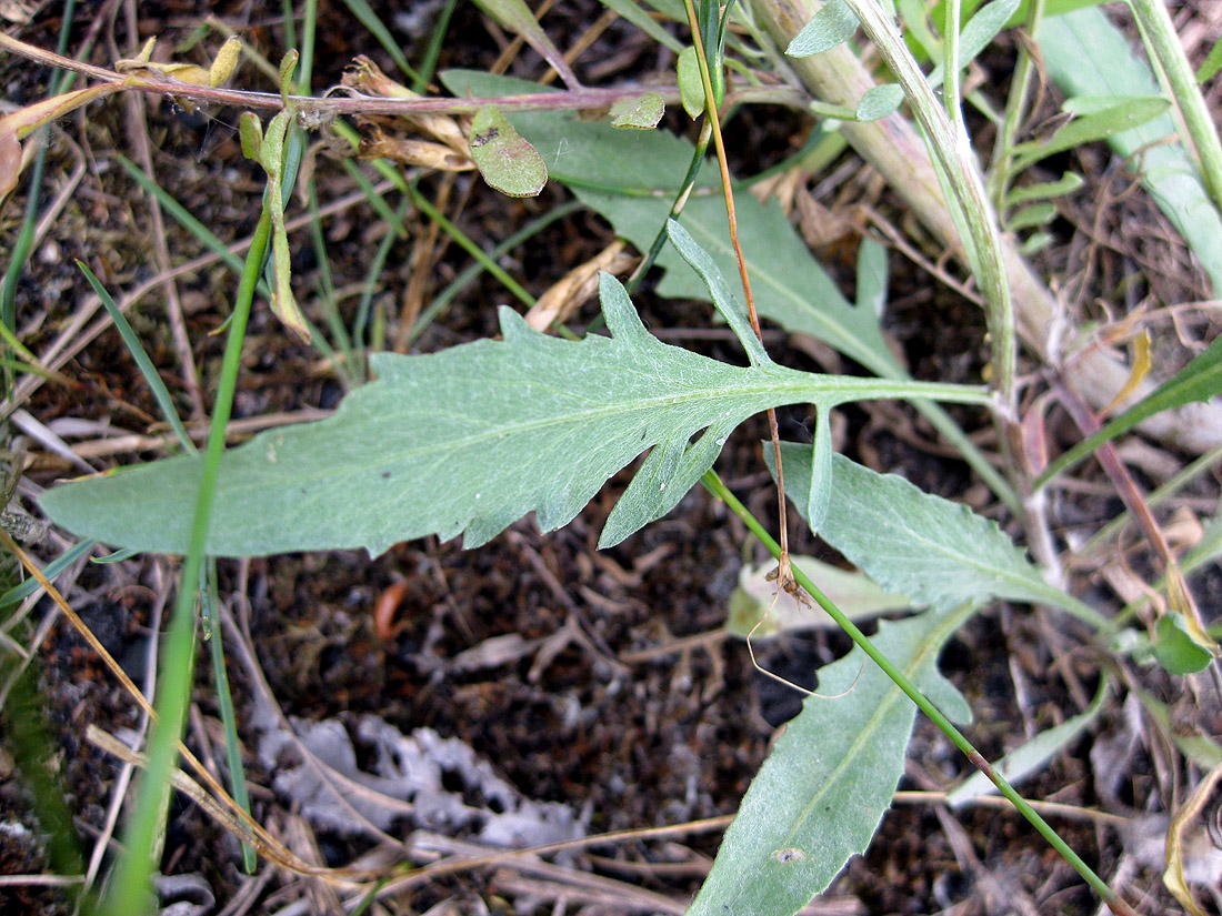 Изображение особи Centaurea borysthenica.