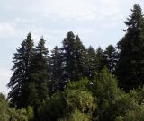 Abies nordmanniana