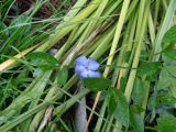 Vinca minor