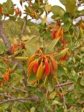 Embothrium coccineum