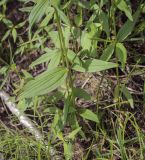 Galium physocarpum