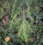 Juniperus rigida. Верхушка веточки. Москва, ГБС РАН, дендрарий. 15.09.2022.