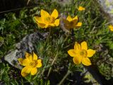 Anemonastrum speciosum. Цветки. Карачаево-Черкесия, Карачаевский р-н, Большой Кавказ, правый борт долины Узункол, осыпной южный склон горы Чатбаши в р-не \"средних чатских ночёвок\", ≈ 2840 м н.у.м., среди камней. 26.07.2023.