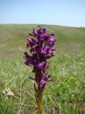 Anacamptis morio подвид caucasica. Верхушка цветущего растения. Крым, Керченский п-ов, окр. с. Бондаренково. 28.05.2009.