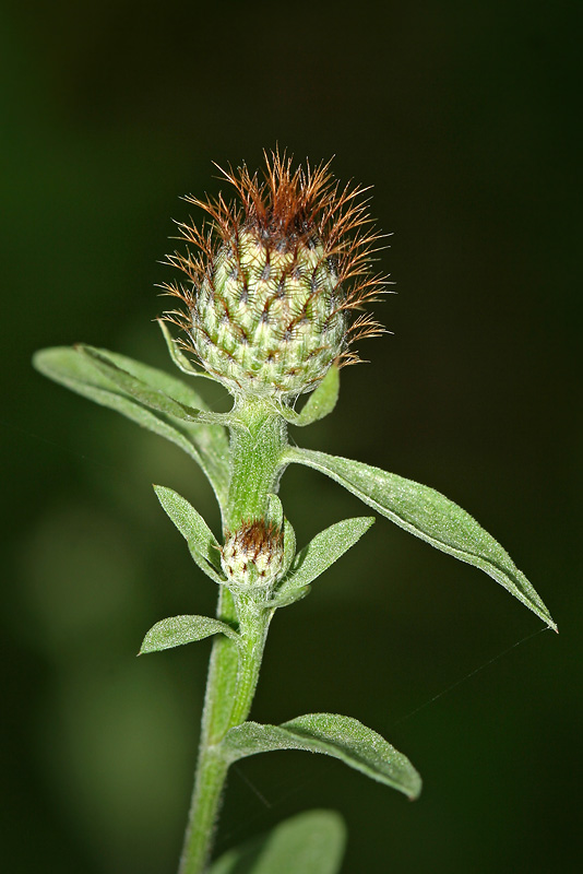 Изображение особи Centaurea salicifolia.