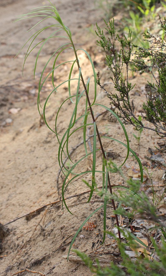 Изображение особи Hieracium filifolium.