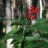 Sambucus racemosa. Плоды. Республика Татарстан, национальный парк \"Нижняя Кама\". 17.08.2011.