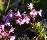 Thymus glabricaulis. Часть цветущего побега. Полярный Урал, долина Левого Кечпеля. 21.07.2011.