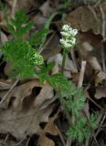 Orlaya daucoides. Цветущее растение. Крым, Ялта, обочина дороги. 21 апреля 2012 г.