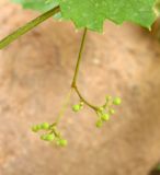 Ampelopsis aegirophylla. Соцветие с бутонами. Туркменистан, хр. Кугитанг, ущелье Кыркгыз. Июнь 2012 г.