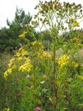 Senecio erucifolius