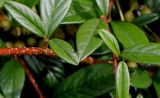 Cotoneaster salicifolius