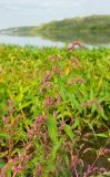 Persicaria lapathifolia