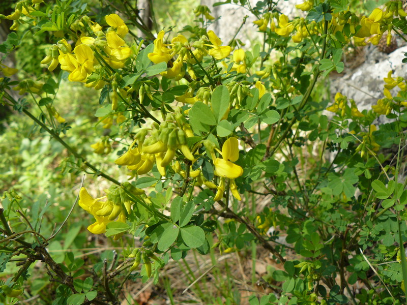 Изображение особи Hippocrepis emeroides.