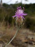 Centaurea sarandinakiae. Верхушка побега с соцветием. Краснодарский край, г. Новороссийск, ур. Широкая Балка, прибрежная гора, можжевеловое редколесье. 25.08.2013.