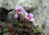 Saxifraga oppositifolia. Цветущее растение. Кольский п-ов, Хибины, подножие у южного склона массива Кукисвумчорр. 17.06.2013.