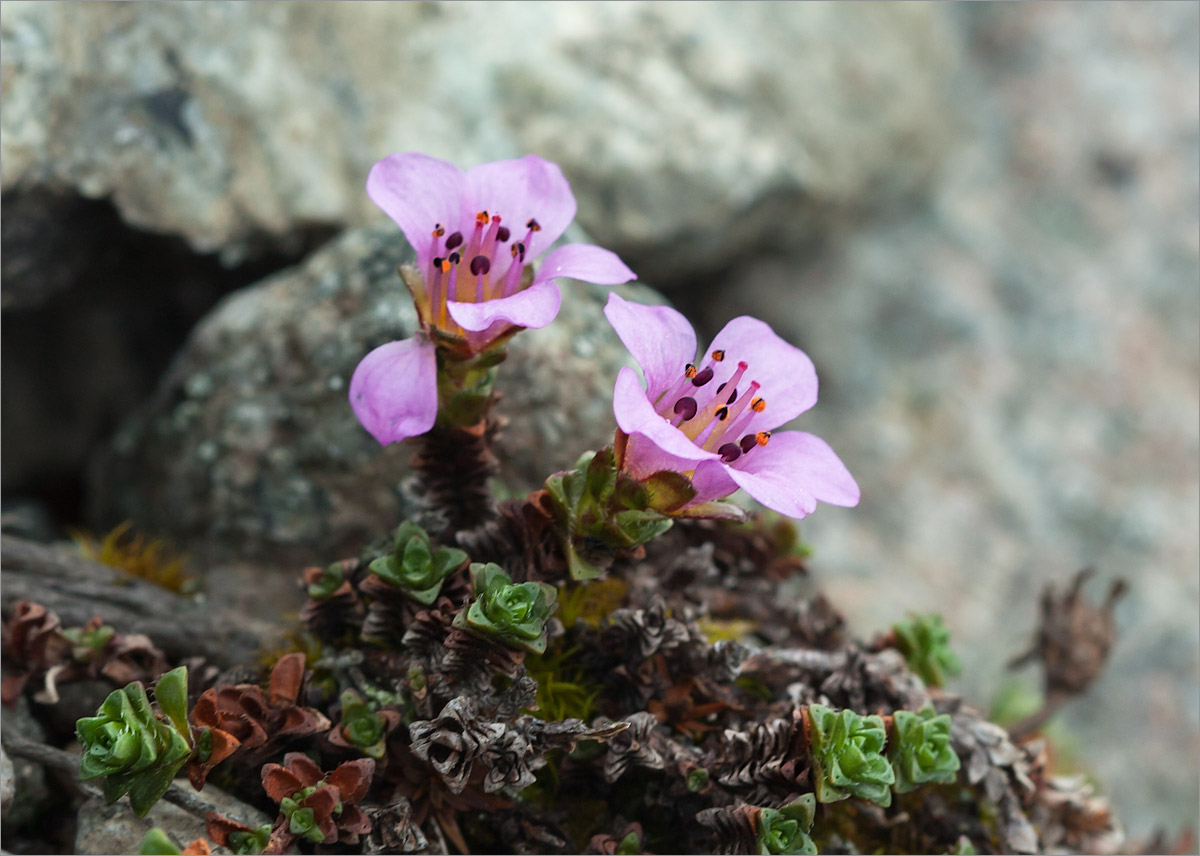 Изображение особи Saxifraga oppositifolia.