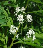 Galium boreale