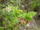 Rubus matsumuranus