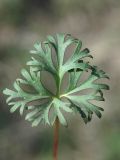 Anemone gortschakowii