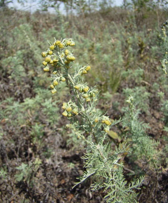 Изображение особи Artemisia pontica.